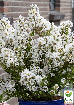 Лагерстремия индийская сирень "With Love Virgin" (Lagerstroemia indica With Love Virgin)6
