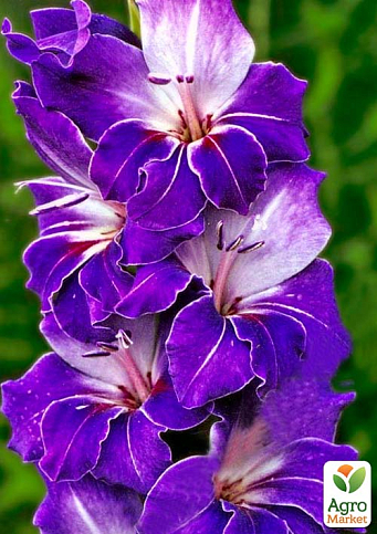 Гладиолус "Violetta" 3шт