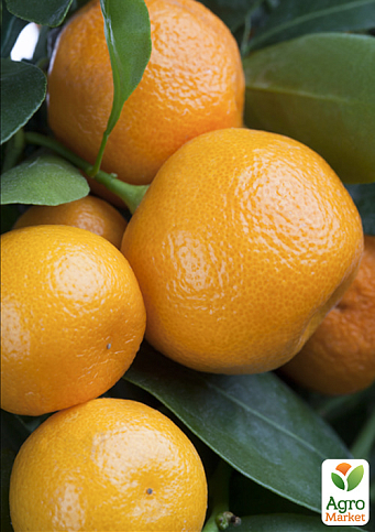 LMTD Каламондин "Citrofortunella microcarpa" (саженец 2 года) высота 20-30см - фото 6