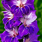 Гладиолус "Violetta" 3шт