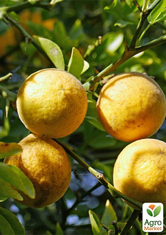 Понцирус Trifoliata (дикий лимон)4