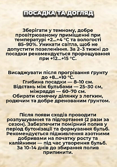 Эксклюзив! Картофель "Гала" семенной ранний (1 репродукция) 1кг1