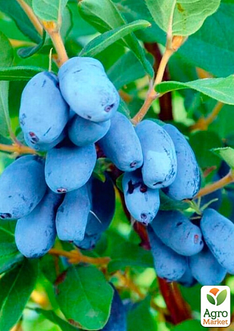 Жимолость 2х-летняя "Аврора" (средний срок созревания, высокоурожайный сорт) С2 - фото 6