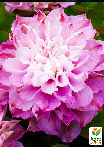 Эксклюзив! Клематис махровый бело-розовый "Скарлетт" (премиальный, повторноцветущий сорт, крупные цветки)
