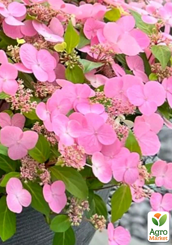 Гортензия ампельная 3-х летняя "Callicot"