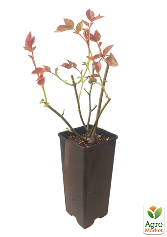 Троянда чайно-гібридна "Дітер Мюллер" у контейнері, вищий сорт - фото 7