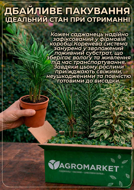Фикус Эластика "Abidjan" высота 30-40см