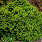 Ель 3-х летняя карликовая европейская "Ohlendorffiil" высота 15-20см купить