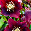 Морозник (Helleborus) "Red Lady"
