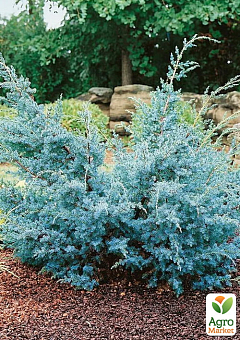 Можжевельник китайский 3-х летний "Blue Alps" С3, высота 30-40 см27