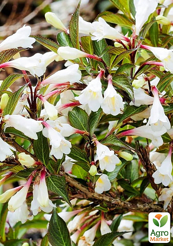 Вейгела цветущая 2-х летняя "Black and White" С2, высота 20-40см