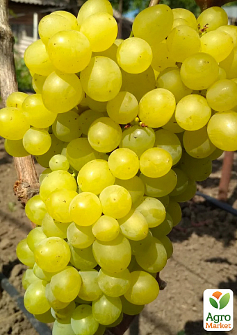 Виноград "Цимус" (кишмиш, солодка, з цитрусовими тонами ягода суперраннього терміну дозрівання)