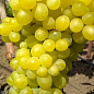 Виноград "Цимус" (кишмиш, солодка, з цитрусовими тонами ягода суперраннього терміну дозрівання)