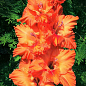 Гладиолус "Olympic Flame" 