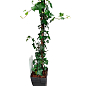 LMTD Плющ "Hedera Helix" (высота 60-70см) купить