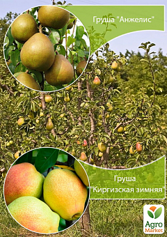 Дерево-сад Груша "Анжелис+Киргизская зимняя" 2