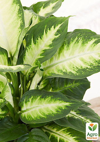 Диффенбахия (Dieffenbachia) "Camilla" высота 30-50см - фото 6