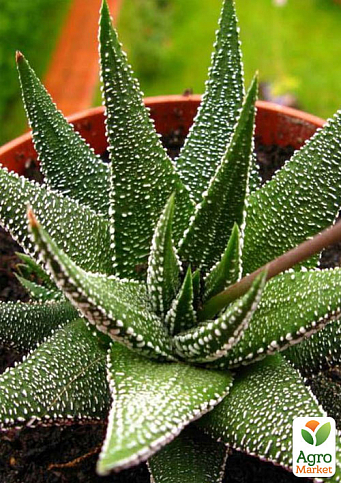 LMTD Хавортия "Concolor" (Haworthia Fasciata) высота растения 10см