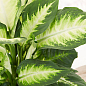 Диффенбахия (Dieffenbachia) "Camilla" высота 30-50см