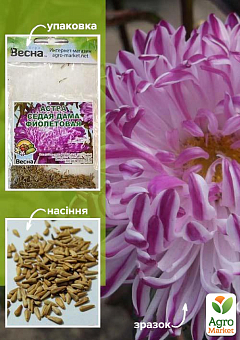 Айстра "Сива дама фіолетова" (Зипер) ТМ "Весна" 0,5г