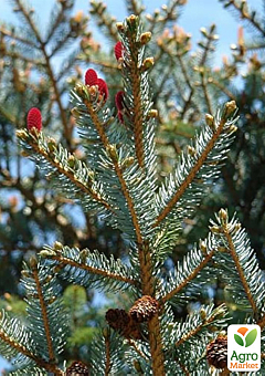 Ель 3-х летняя аянская "Jezo Spruce" С3, высота 20-25см26