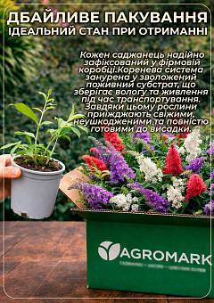 LMTD Буддлея Давида "Royal Red" висота 35-50см25