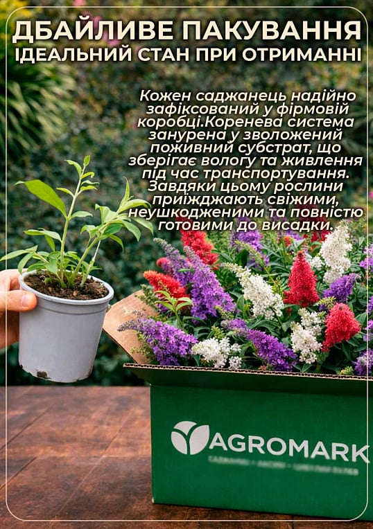 LMTD Буддлея Давида "Royal Red" висота 35-50см - фото 6