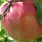 Яблуня "Джумбо Помм" (зимовий сорт, пізній термін дозрівання) цена