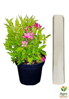 Вейгела квітуча 2-х річна "Пікобелла Роса" (Weigela Picobella Rosa) С2, висота 20-40см24