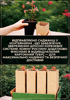 Роза чайно-гибридная "Карина" в контейнере, высший сорт2