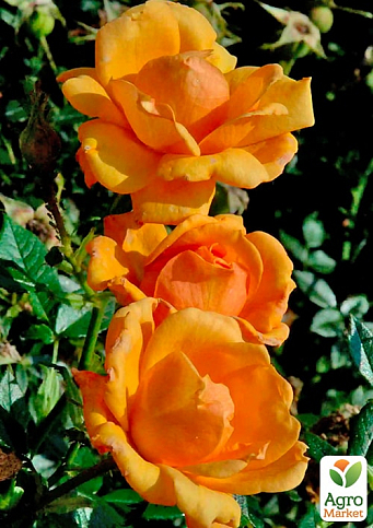 LMTD Роза 2-х летняя "Amber Nectar" (укорененный саженец в горшке, высота 25-35см) - фото 5