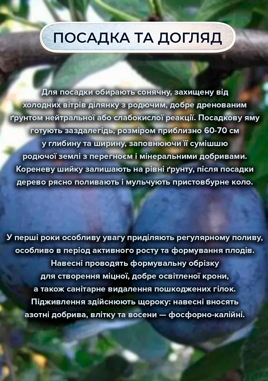 Ексклюзив! Слива "Олена" (преміальний пізній термін дозрівання) - фото 2