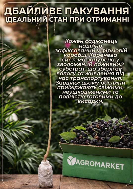 Ексклюзив! "Штамбова (Плакуча) Шовковиця (вік від 2-х років, висота 150-190см) - фото 4