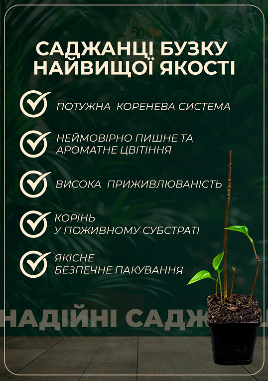 Сирень привитая "Красная мечта" высота 50-100см, капсула
