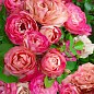 Роза флорибунда "Acropolis" цена
