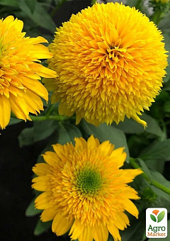 Эхинацея "Cara Mia Yellow"20