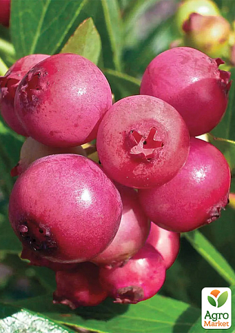 LMTD Голубика розовая "Pink Lemonade" (сортовая, укорененная) высота 50-70 - фото 4