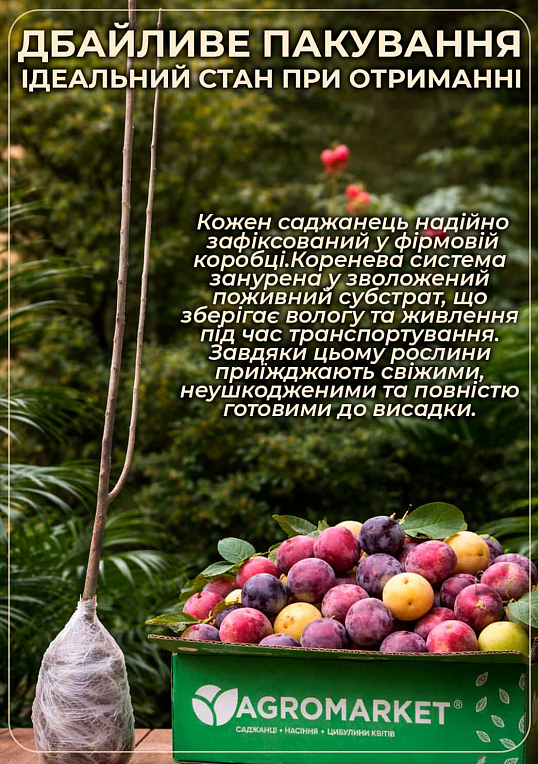 Слива колоновидная "Рубин" (летний сорт, средний срок созревания) - фото 4
