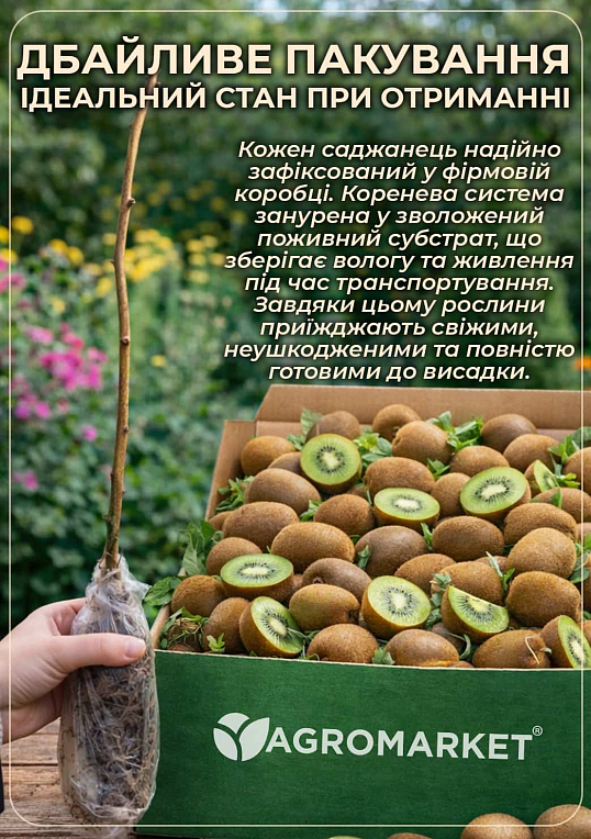 Ківі чоловічий запилювач "Вождь" (Один саджанець запилює до 5-6 рослин!)