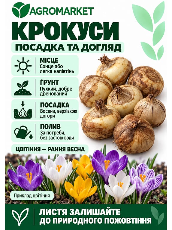 Крокус Томазини "Roseus"