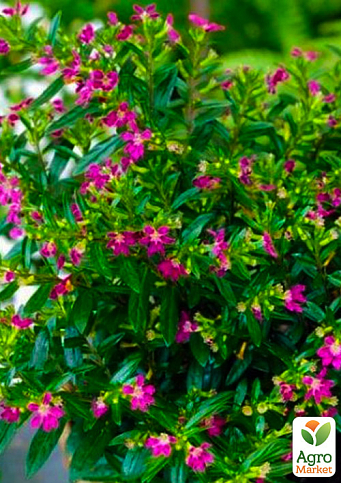 Куфея иссополистная, контейнер Р9, высота 10-20см - фото 6