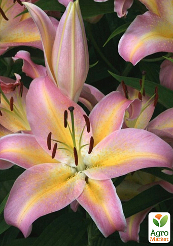 Лілія "Hocus Pocus" (Гігантська квітка)