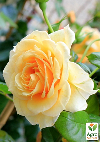 Троянда плетиста "Фокстрот" (саджанець класу АА+) вищий сорт - фото 2