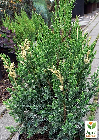 Ялівець китайський "Stricta Variegata" вазон С5 висота 40-60см - фото 3