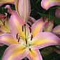 Лілія "Hocus Pocus" (Гігантська квітка)