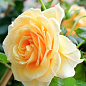 Троянда плетиста "Фокстрот" (саджанець класу АА+) вищий сорт купить