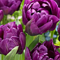 Тюльпан "Negrita Double" 