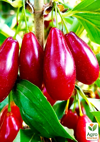 Ексклюзив! Кизил темно-червоний "Радість" (Joy) (преміальний великоплідний сорт, раннього терміну дозрівання)