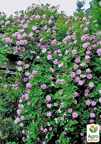 Троянда плетиста "Деклік" (саджанець класу АА+) вищий сорт - фото 3