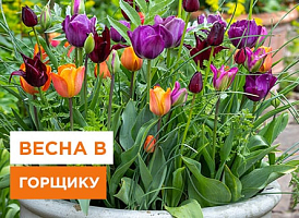 Весняні композиції у горщиках: що потрібно знати - корисні статті про садівництво від Agro-Market